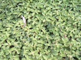 Image result for Pilea rivularis