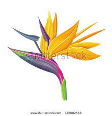 Bird Of Paradise Flower Isolated On A White Background Vector Illustration Birds Of Paradise Flower Flower Images Birds Of Paradise