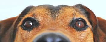Check spelling or type a new query. Adopt Humane Fort Wayne