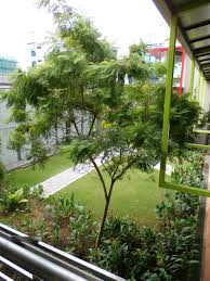 Image result for Mimusops obtusifolia