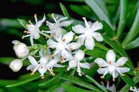 Maybe you would like to learn more about one of these? Asparagaceae Monaco Nature Encyclopedia