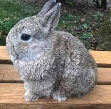 Dwarf Bunnies Baby For Sale In Memphis Tennessee Cute Animals Dwarf Baby Dwarf Bunnies