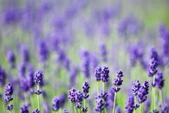 Was beim pflanzen einer quitte zu beachten ist seit nunmehr fünf jahren dürfte die etwa drei meter breite schönheit in unserem garten stehen. Lavendel Als Zimmerpflanze Verwenden Geht Das