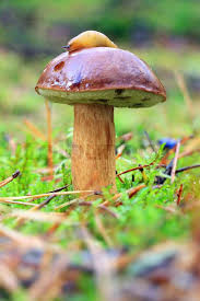 Image result for Boletus badius