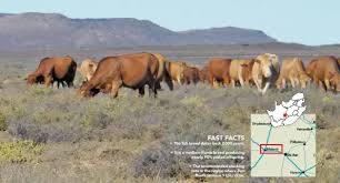 Image result for Plinthus karooicus