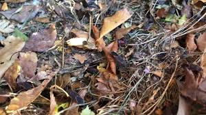 How much does a pest control technician make at francis animal and pest control in the united states? Francis Animal And Pest Control Home Facebook