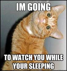 funny cat memes creepy cat meme quickmeme creepy cat funny cat photos funny cat pictures