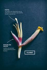 Drain, rinse in tap water and squeeze out the liquid. How To Prepare Banana Blossom Vegan Miam