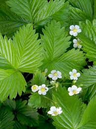 Wald Erdbeere Fragaria Vesca Gartenarten Pflanzen Garten