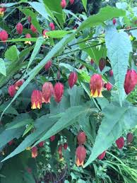 Image result for Abutilon lauraster