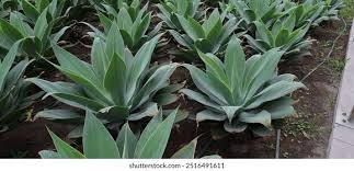 Image result for Agavaceae