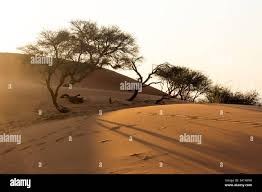 Image result for Acacia luederitzii