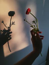 Pinterest Ikbenjoos Flowers Photography Aesthetic Roses Shadow Photography