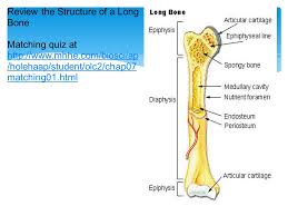 Long bones are generally bones that are longer than they are wide, and are part of the skeletal axis ; Integumentary And Skeletal Systems Ppt Download