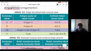 Darah dikumpulkan di dalam beg darah berisi natrium sitrat untuk menghalang pembekuan. 10 5 Kumpulan Darah Manusia Youtube