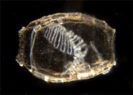 Image result for Thesium dolichomeres