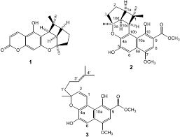Image result for Pentas bussei