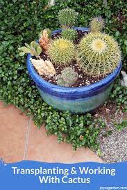 We are elizabeth & joe! Transplanting Cactus A Mixed Planting Starring Golden Barrel Cacti