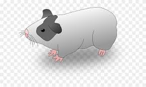 Cute hamster png transparent image | png arts. Pigs Cartoon Pig Hamster Guinea Pages Drawings Cuy Clipart Free Transparent Png Clipart Images Download
