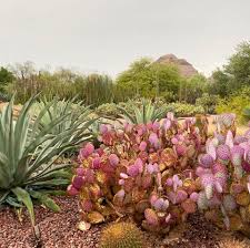 One of only 44 botanical gardens accredited by the american association of museums, this unique spot showcases 50 acres of beautiful outdoor exhibits. Event Free Day At Desert Botanical Garden Arizona Parenting Magazine