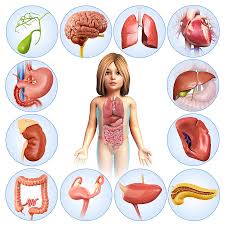 Image result for internal organs