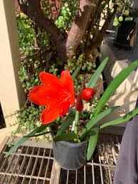 Image result for Stadmannia