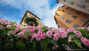 Grasse Rose Festival Rose World Heritage Unesco World Heritage
