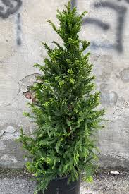 Image result for Cryptomeria