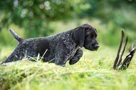 deutsch kurzhaar julia kauer jagdhunde fotografie deutsch kurzhaar jagdhunde jagdhund