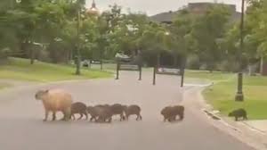 Also called capivara (in brazil), capiguara (in bolivia), chigüire, chigüiro, or fercho (in colombia and venezuela), carpincho (in argentina, paraguay and uruguay) and ronsoco (in peru), it is a member of the genus hydrochoerus, of which the only other extant member is the. Carpinchos De Paseo Por Nordelta Un Video Que Se Viralizo En Plena Cuarentena Pagina12