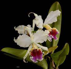Cattleya Rex Moyobamba Cattleya Cattleya Orchid Beautiful Orchids