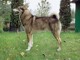 Image result for západosibiřská lajka