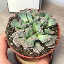 Image result for Aizoaceae