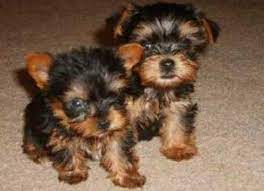 Texans open their big hearts to their beautiful canine family members and welcome them into their homes. Yorkiepoo Puppies For Sale Houston Tx 175324 Petzlover