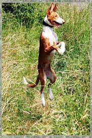 podenco ibicenco bei der luftraumueberwachung podenco hunderassen tierbilder