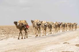 A tree is known by its fruit. 8 Fascinating Facts About Camels