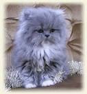 Little Boy Blue - Blue Persian Kitten For Sale - Luxury ...