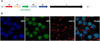 Image result for Neutralization Test