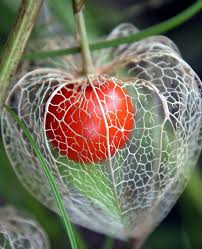 Check spelling or type a new query. Flowers On Twitter Physalis Alkekengi Known As The Chinese And Japanese Lantern Plant Is Seen As A Symbol Of Life Within Death
