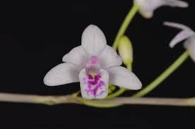 Image result for Polystachya