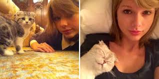 Female cats are often more cautious. 18 Things You Should Know Before Dating A Cat Lady