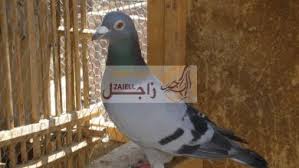 Check spelling or type a new query. Ù…Ù„Ù ÙƒØ§Ù…Ù„ Ø¹Ù† Ø§Ù„ØªÙØ±ÙŠØ® Ùˆ ÙØªØ±Ø© ÙÙ‚Ø³ Ø¨ÙŠØ¶ Ø§Ù„Ø­Ù…Ø§Ù… ØªÙØ±ÙŠØ® Ø§Ù„Ø­Ù…Ø§Ù… Ù†ØµØ§Ø¦Ø­ ÙˆØ§Ø±Ø´Ø§Ø¯Ø§Øª Ù„Ù„Ù…Ø¨ØªØ¯Ø¦ÙŠÙ† Ø¨ÙŠØ¶ Ø§Ù„Ø­Ù…Ø§Ù…