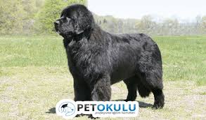 Newfoundland Cinsi Kopek Egitimi Ve Ozellikleri Pet Okulu