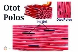 Otot diklasifikasikan menjadi tiga jenis yaitu otot lurik, otot polos dan otot jantung. Pengertian Otot Polos Jenis Fungsi Ciri Dan Struktur