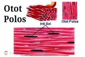 Fungsi jaringan otot manusia sangatlah penting untuk tubuh. Pengertian Otot Polos Jenis Fungsi Ciri Dan Struktur