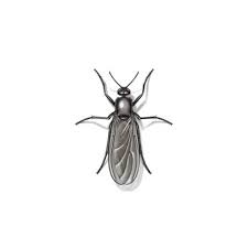 Tiny flying bugs in house attracted to light. Gnat Fly Identification Habits Behavior Anderson Pest Solutions