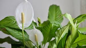 Biar ruangan senantiasa cantik dengan hiasan bunga, kamu bisa menggantinya dengan bunga kering. 5 Jenis Tanaman Hias Dalam Ruangan Yang Bisa Hasilkan Oksigen