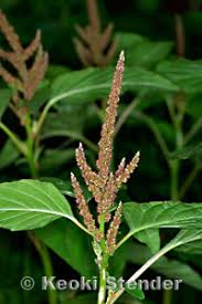 Image result for Amaranthus viridis