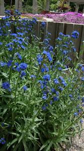 Image result for Anchusa capensis