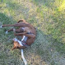 My Dog Reminds Me What Really Matters.